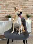 Give Me a Paw (Sadovaya ulitsa, 195) ، صالون حيوانات أليفة