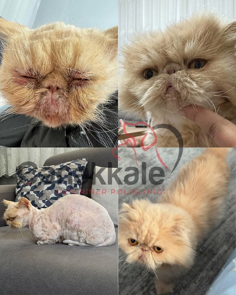 Veterinary clinic Pet City, Canakkale, photo