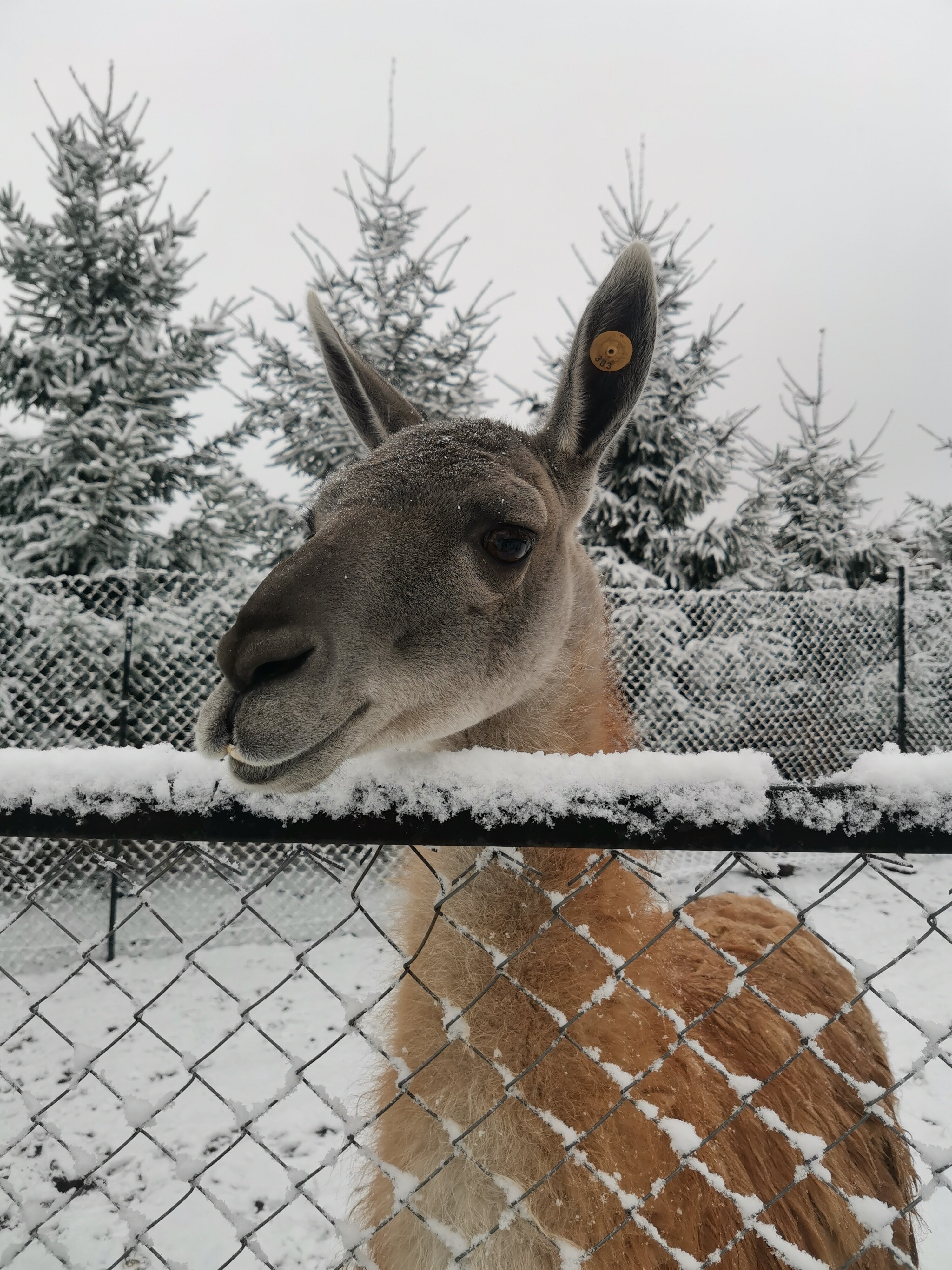 Фото Дом под соснами
