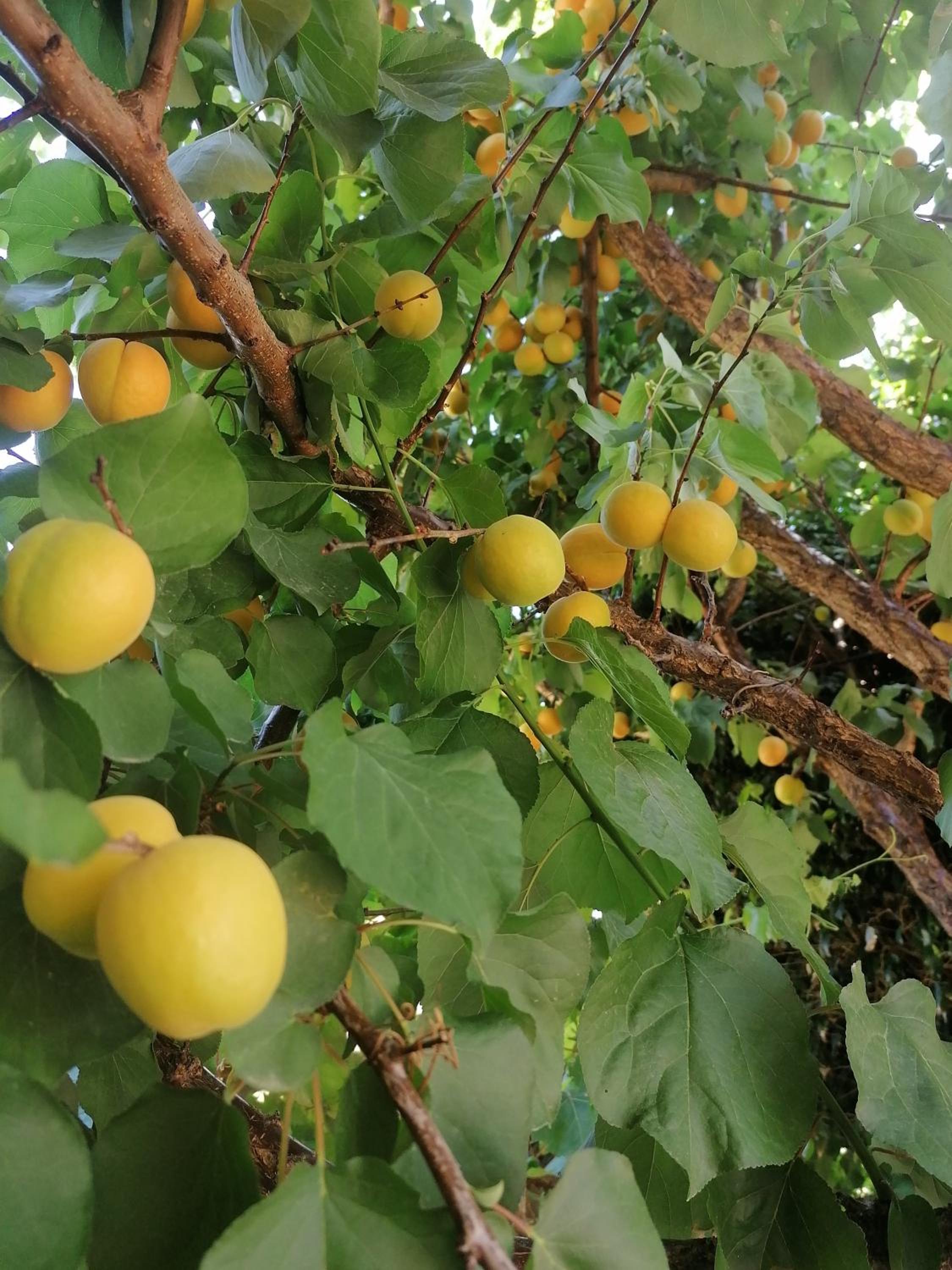 Фото Villiana Holiday Apartments