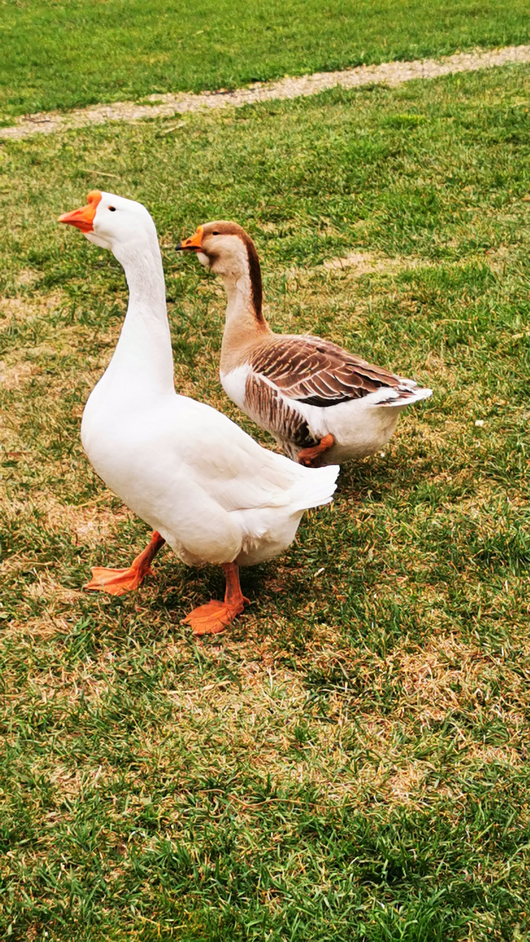 Фото Река лес