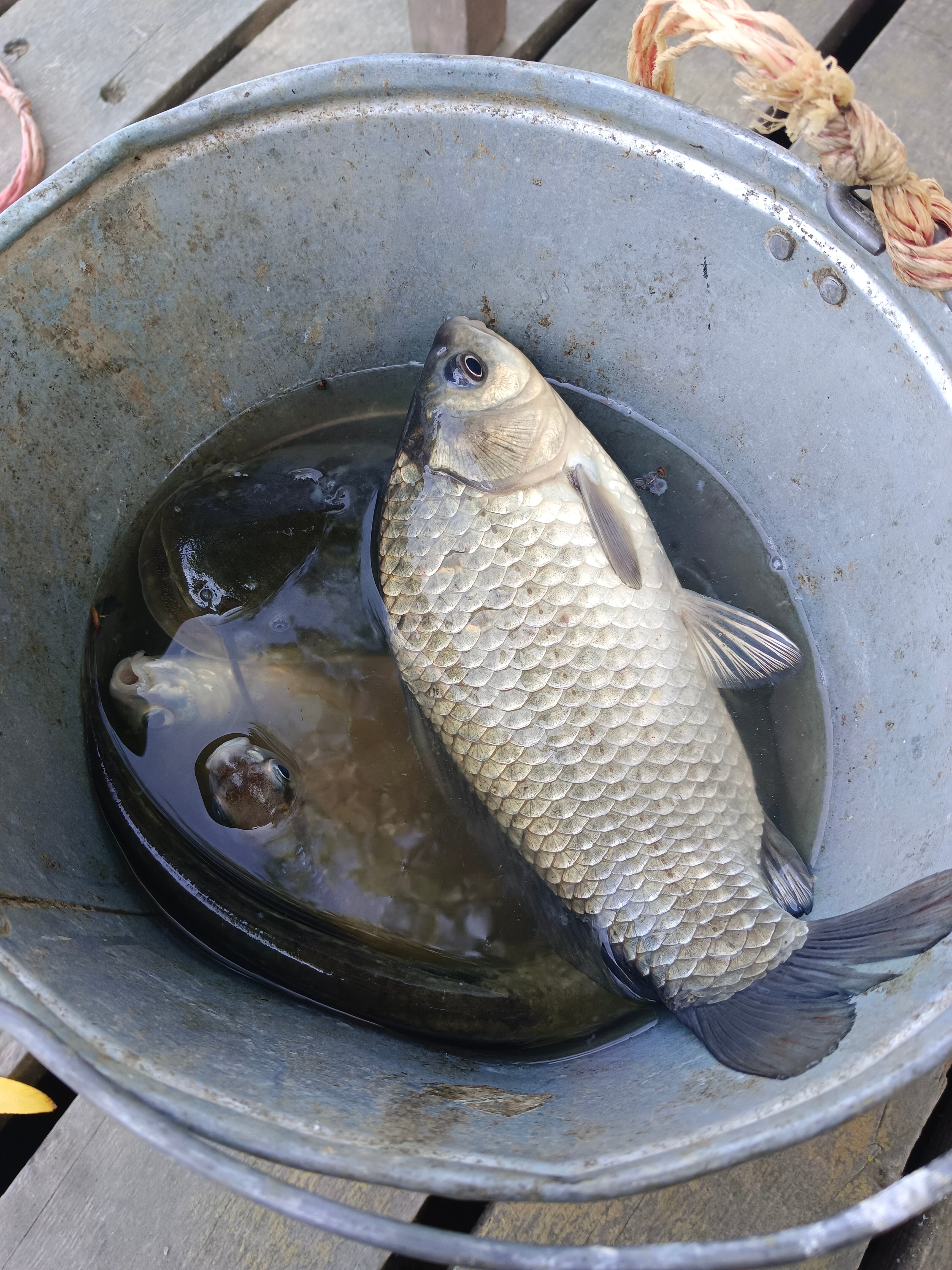 Фото Пиранья Дельта