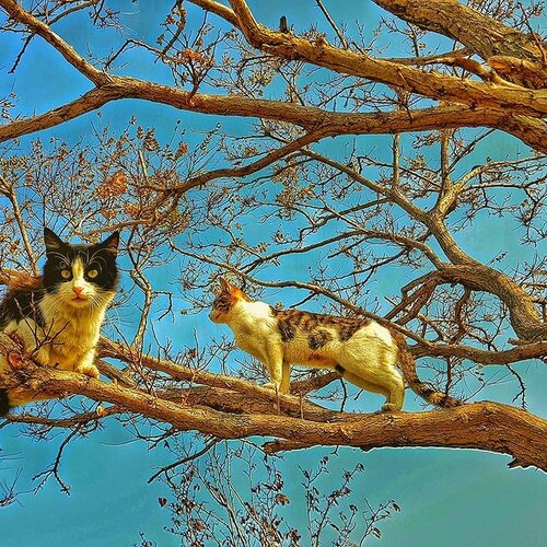 Qiz dostimning jinsiy azosi osdi.