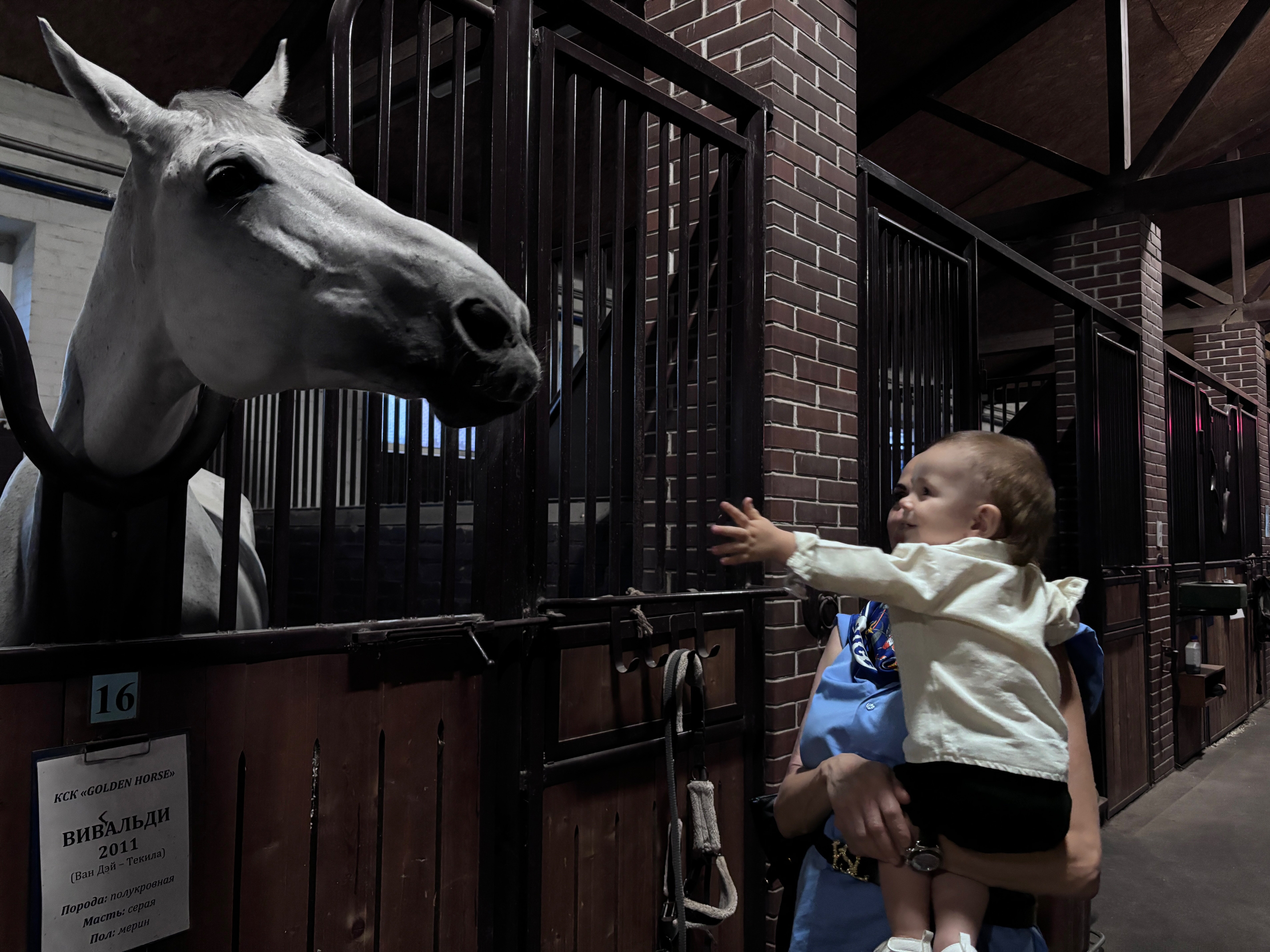 Фото Голден Хорс