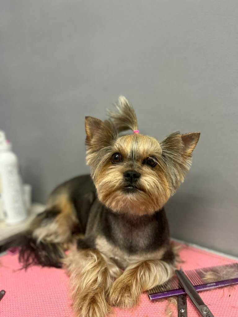 Зоосалон, зоопарикмахерская Грумпи, Ульяновск, фото