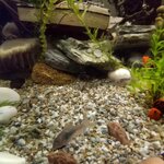 Duygu Aquarium (Aydin, Efeler, Cumhuriyet Cad., 58) ، متجر للحيوانات الأليفة