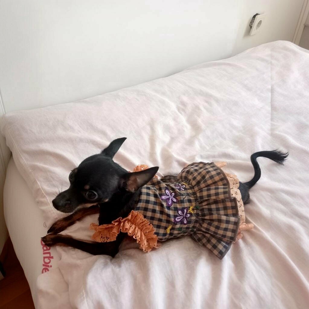 Veterinary clinic Lilavet Veterinary Clinic Isparta, Isparta, photo