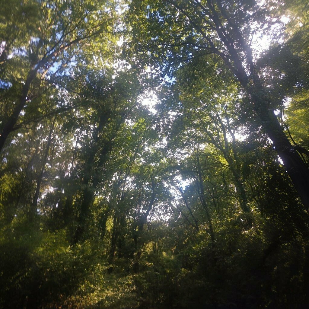 Library Forest Library, Kartepe, photo