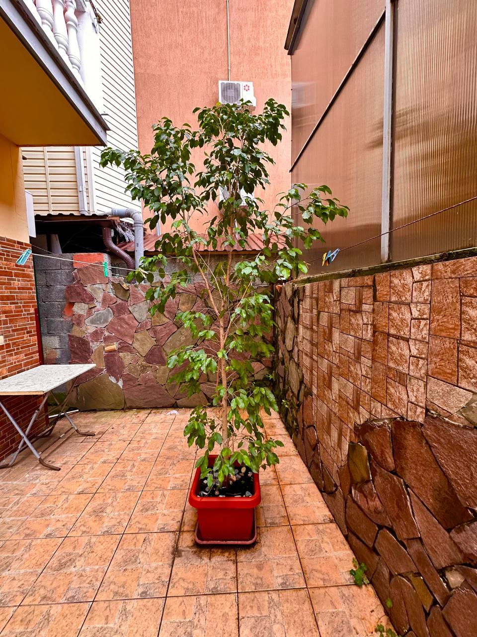 Фото Белый парус