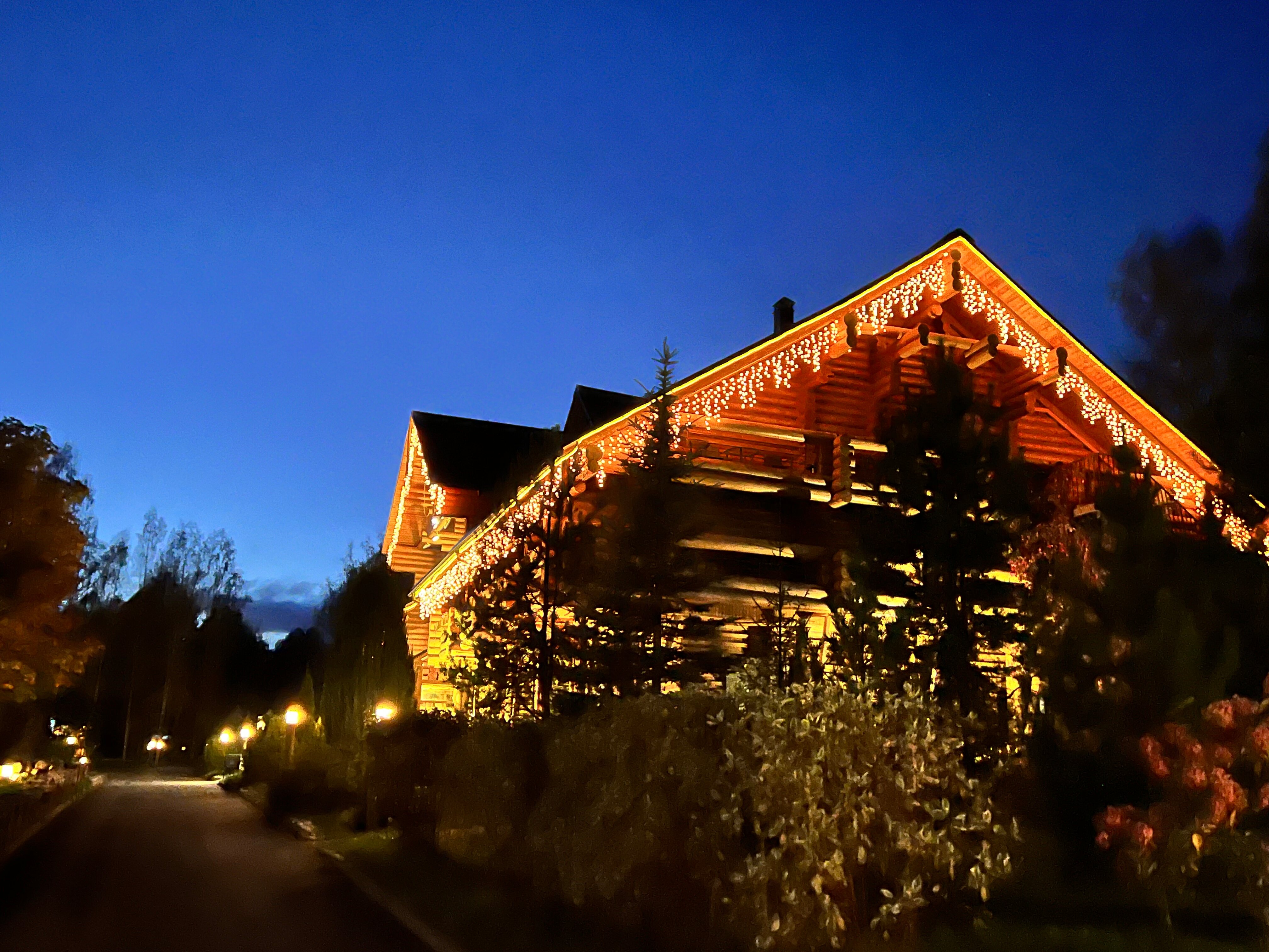 Фото Романов лес