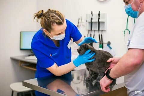 Funeral services for animals Vetmed, Moscow, photo