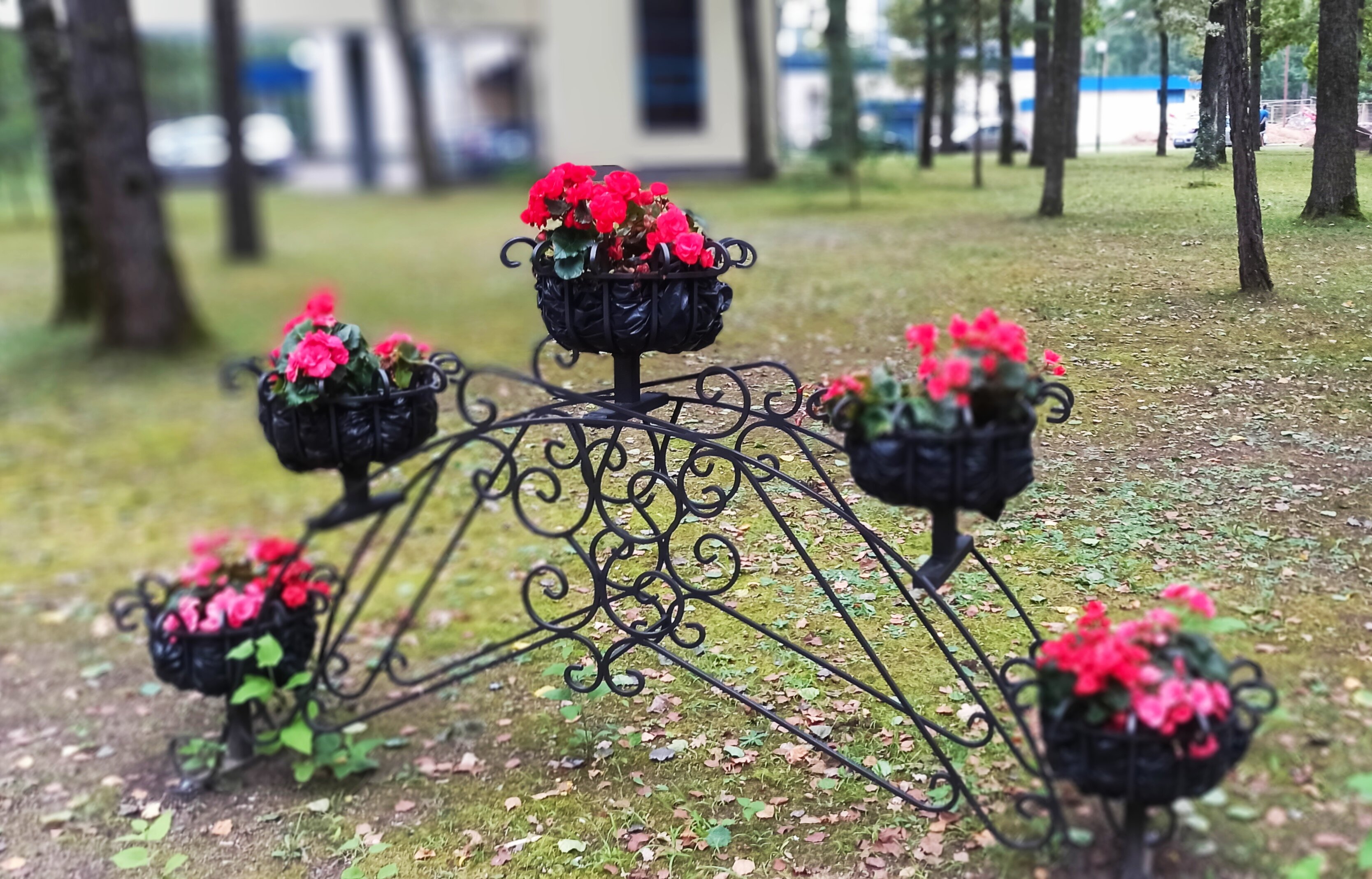 Фото Жемчужина