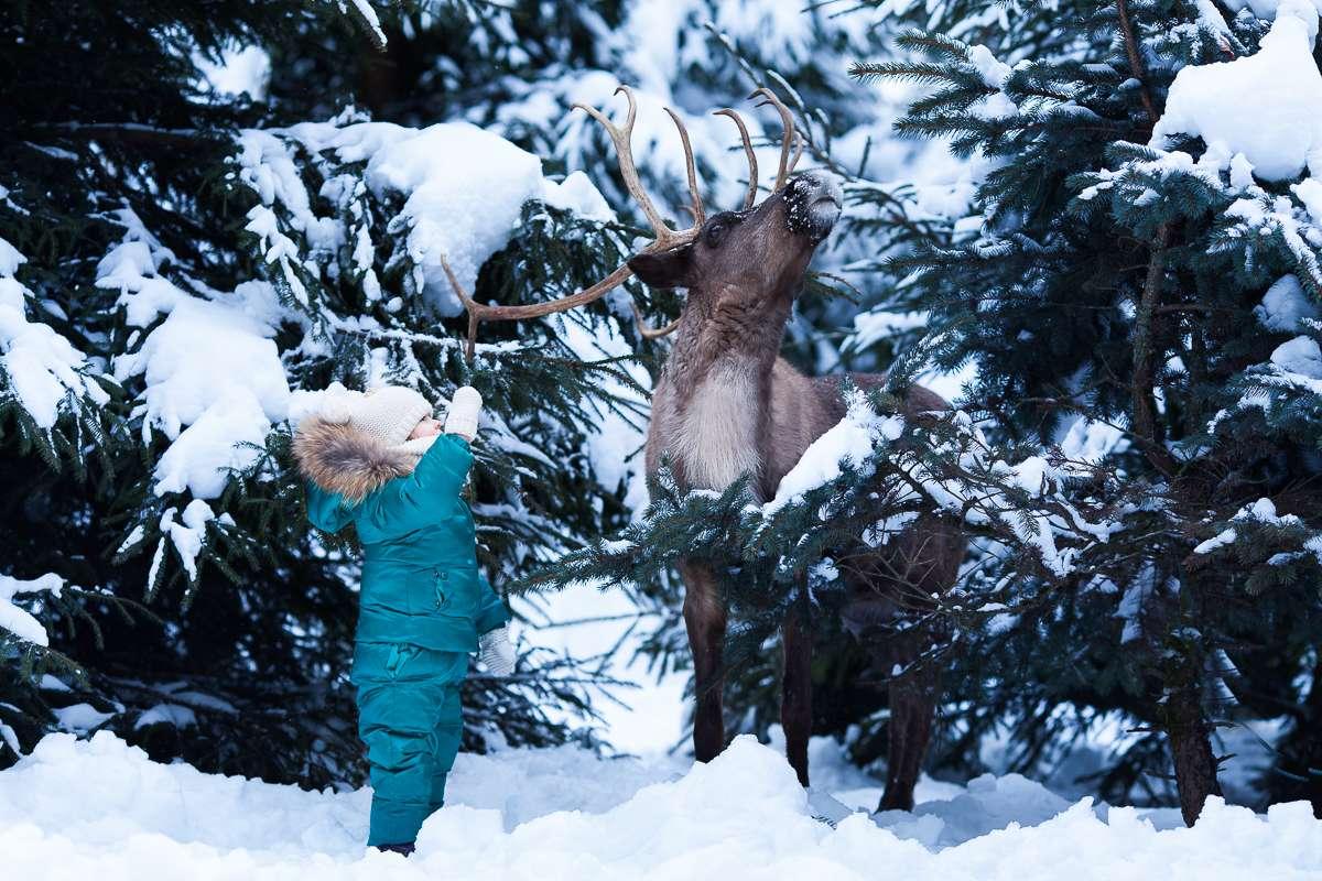 Фото Shagal Chalet