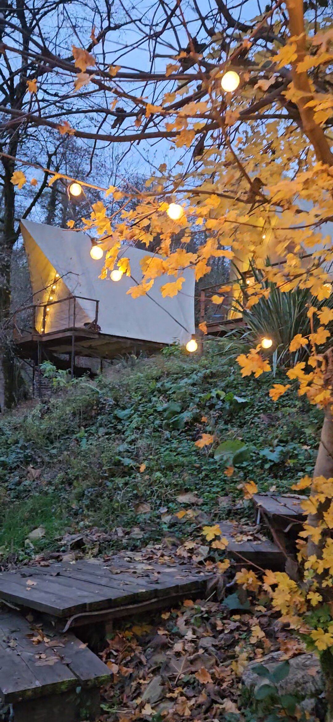 Фото Южный Вайб Древо