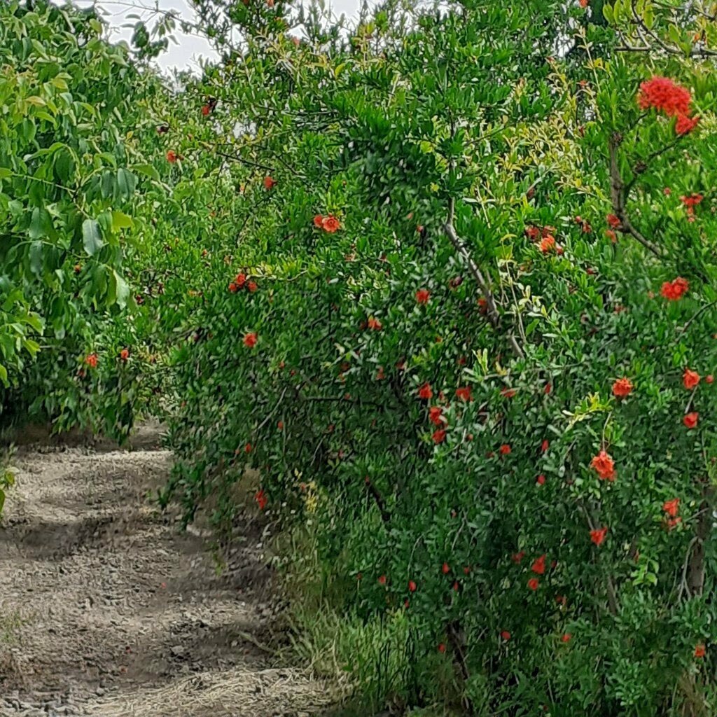 Museum Susuz Caravanserai, Bucak, photo