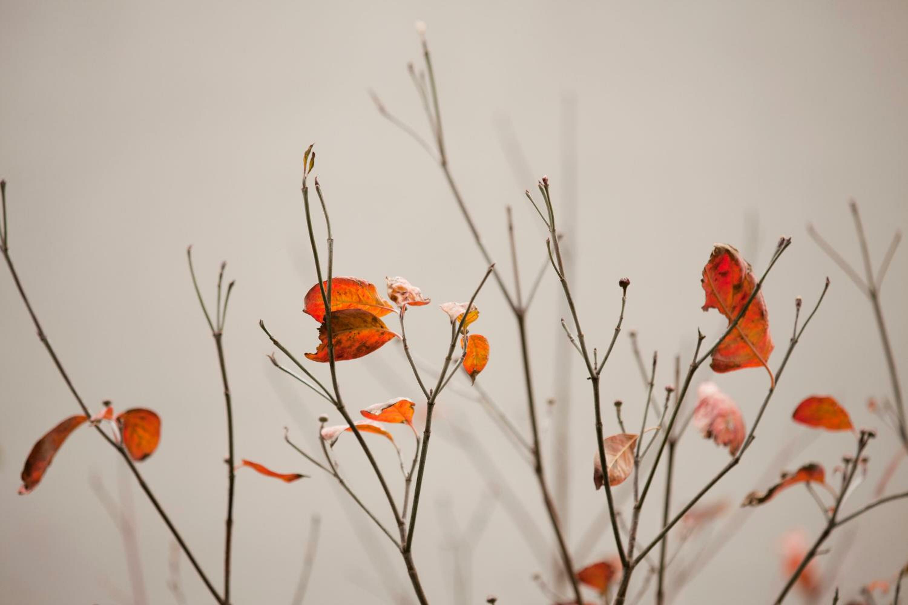 Фото Zambala Residence