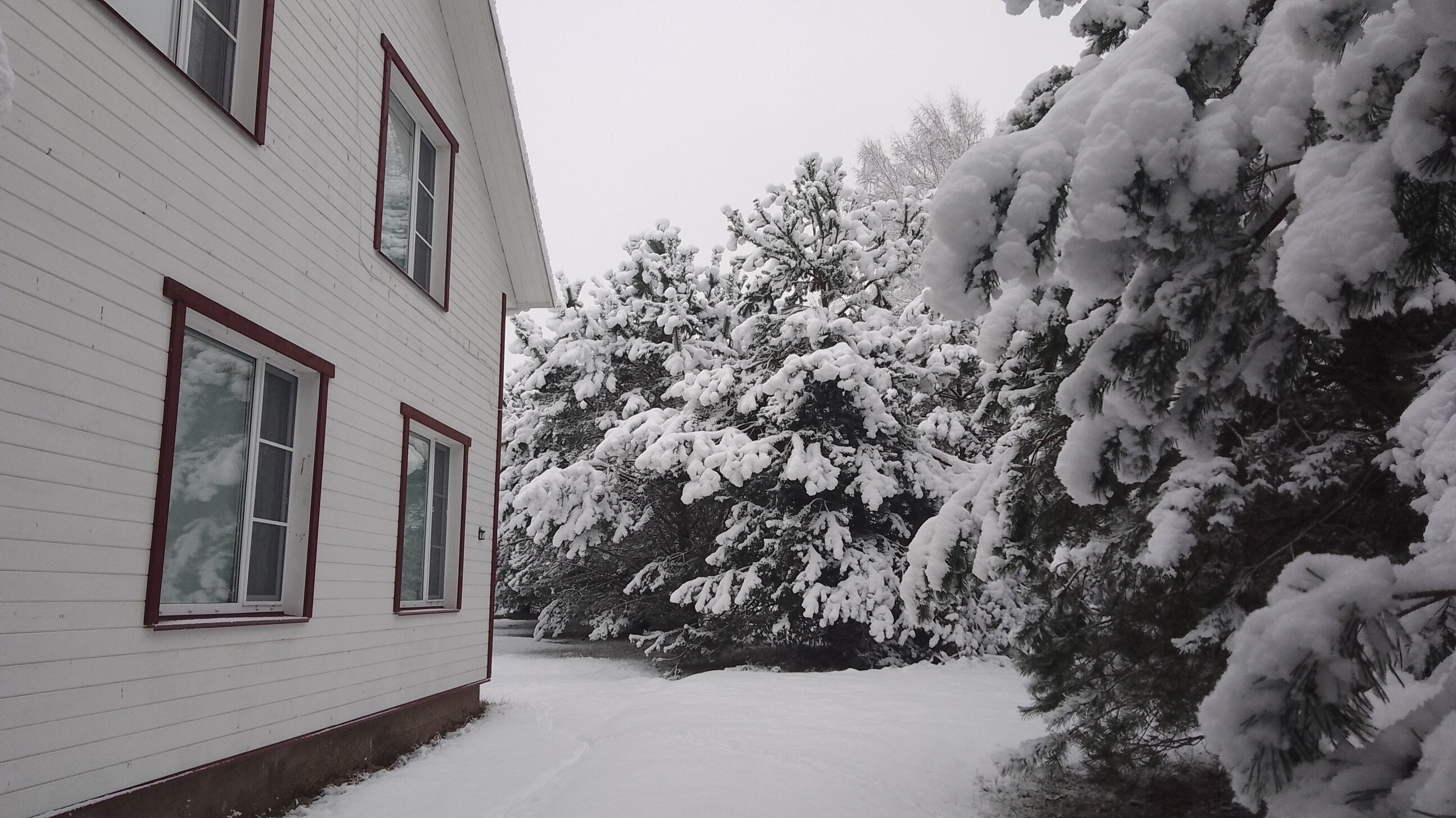 Фото Хитрый Лис