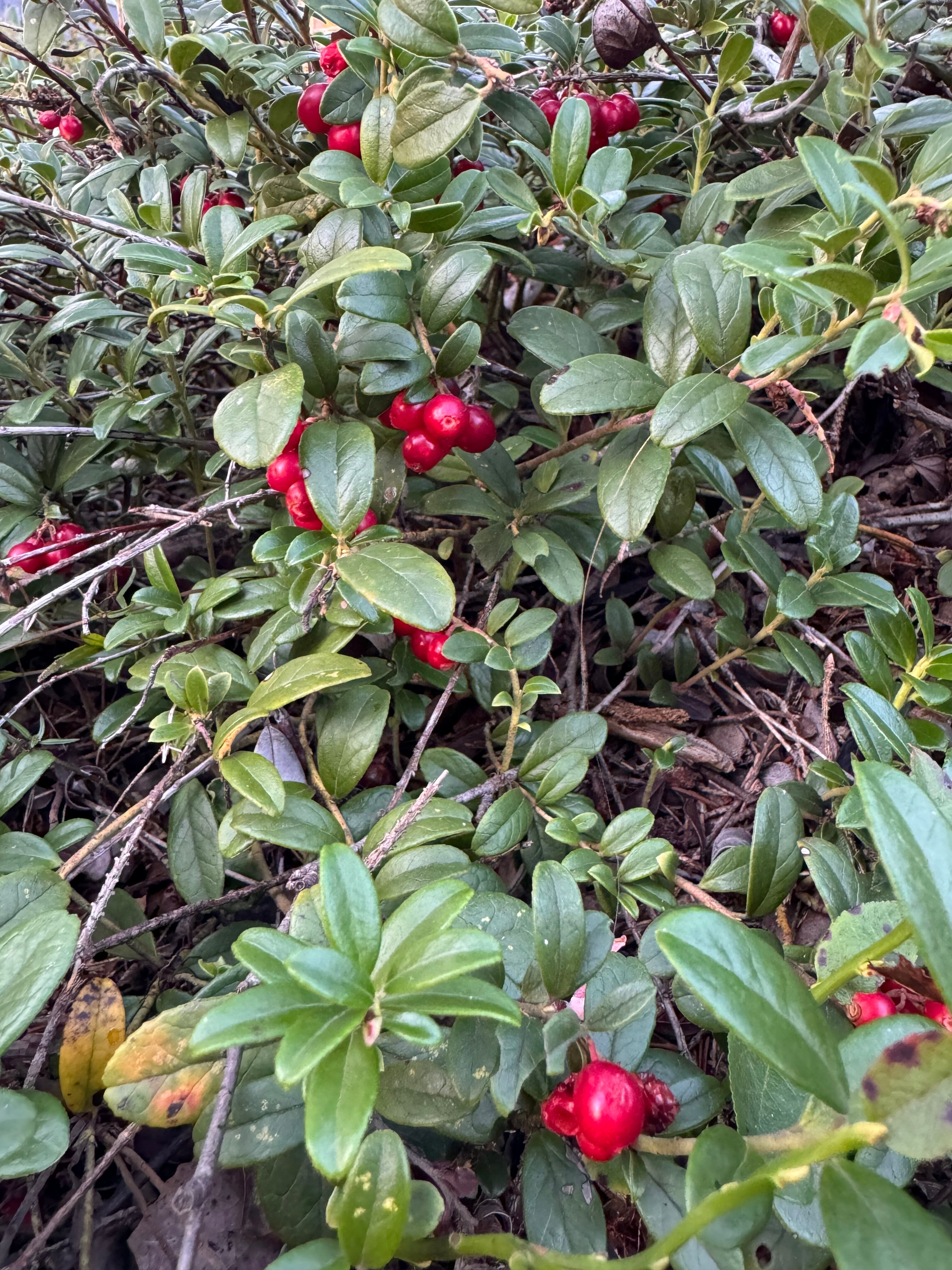 Фото Klever House Клеверная Бухта