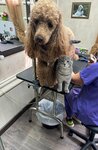 Shop Dog (Rodniki Township, Bolshaya Uchitelskaya ulitsa, 4) ، صالون حيوانات أليفة