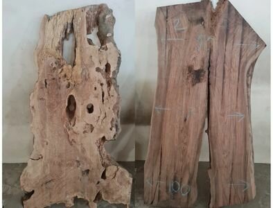 Logging, timber sales Holz Timber Trading, Dubai, photo