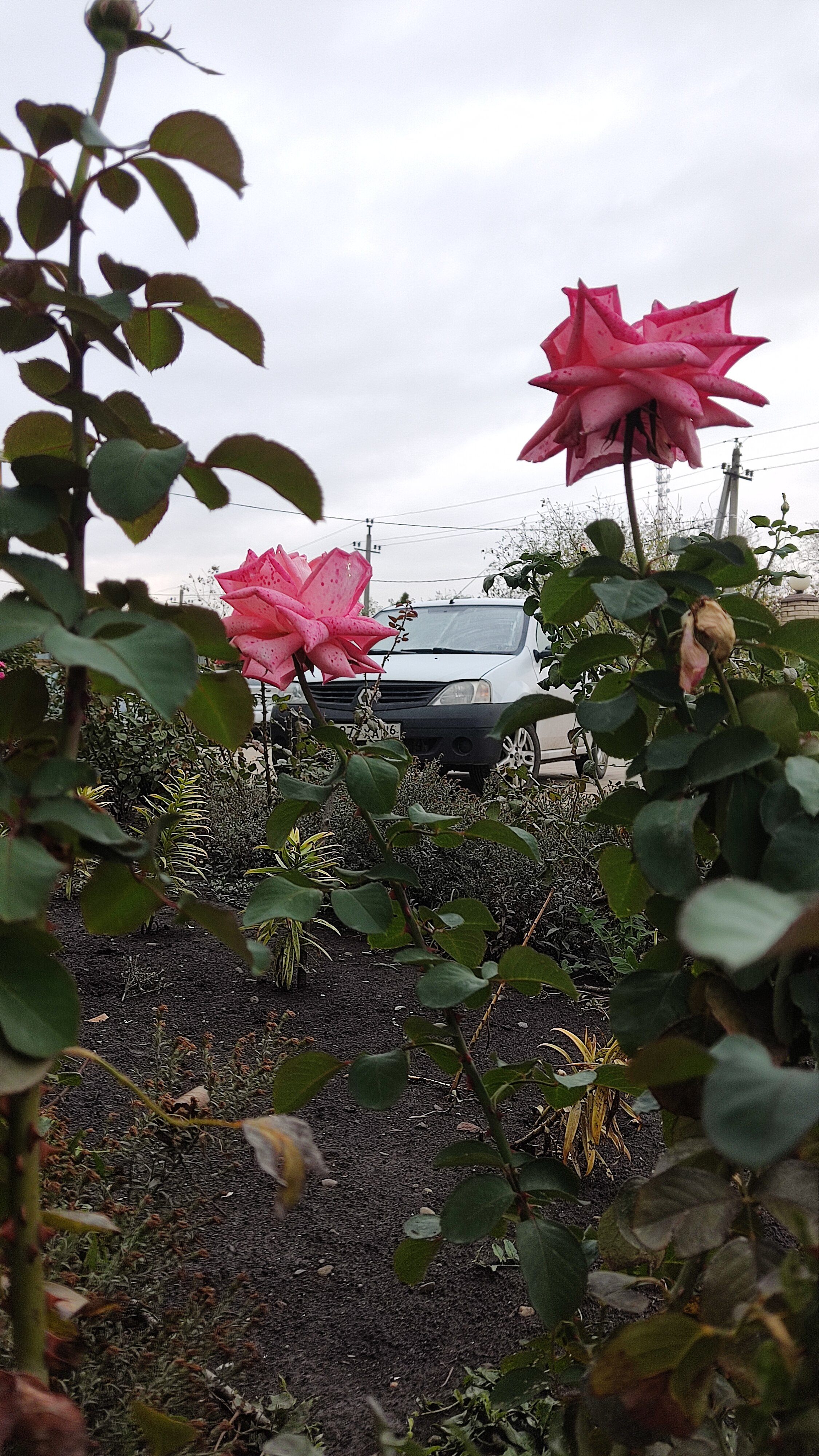 Фото Сильвер