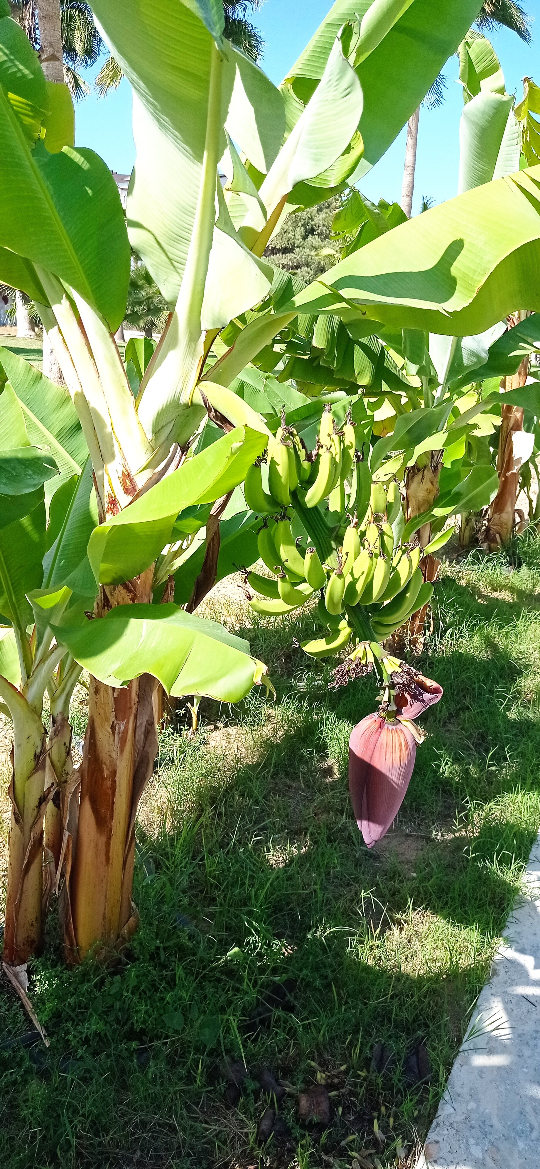 Фото Orfeus Park Hotel