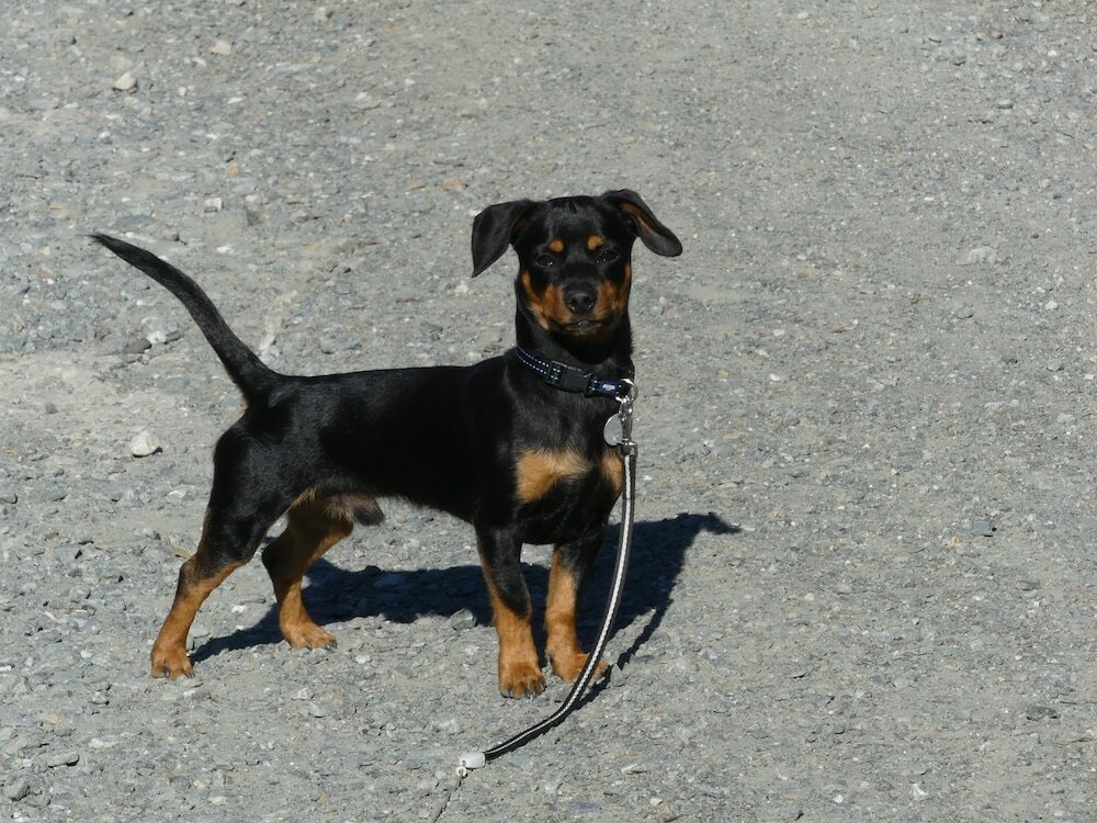 Фото Hotel Kirchenwirt