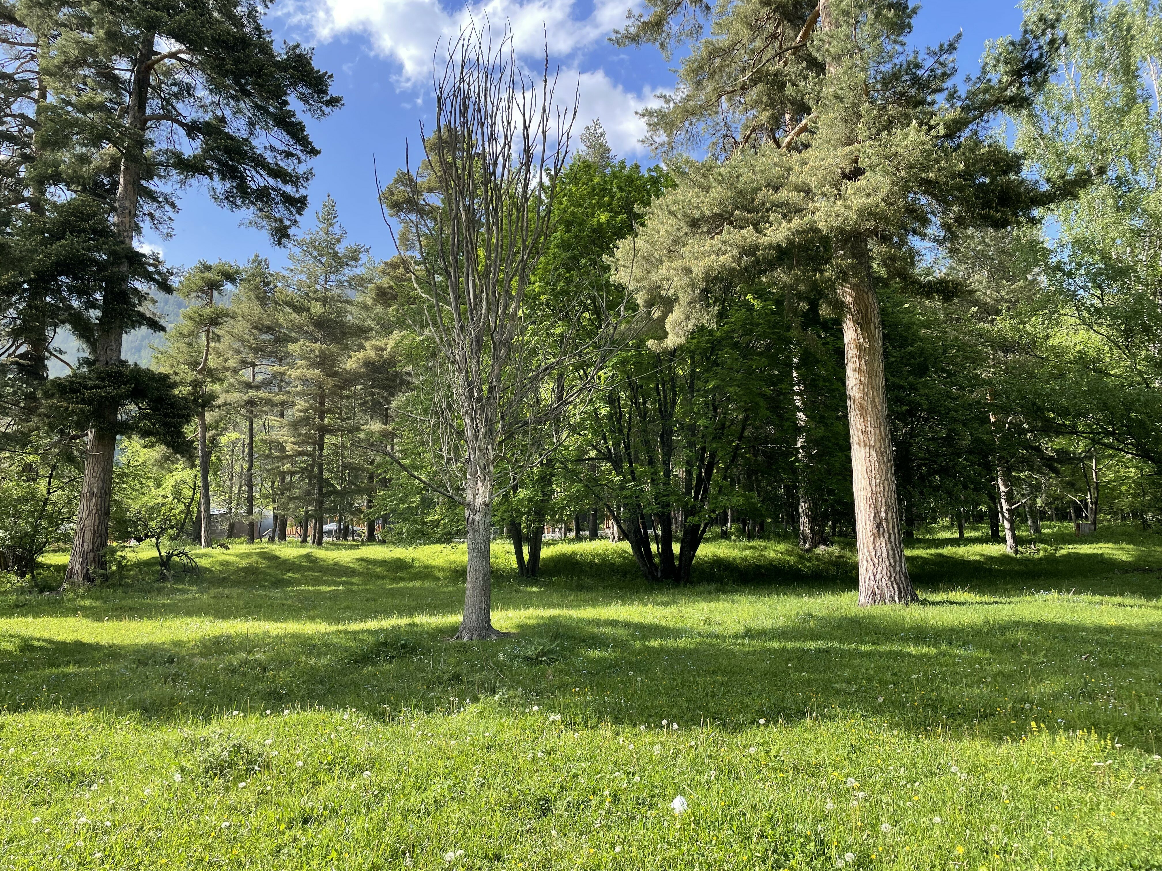 Фото Paradise Forest