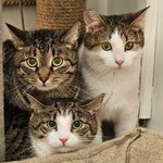 Котики Белого Дома (Kudrovo, Kashtanovaya Alley, 3), refugio de animales