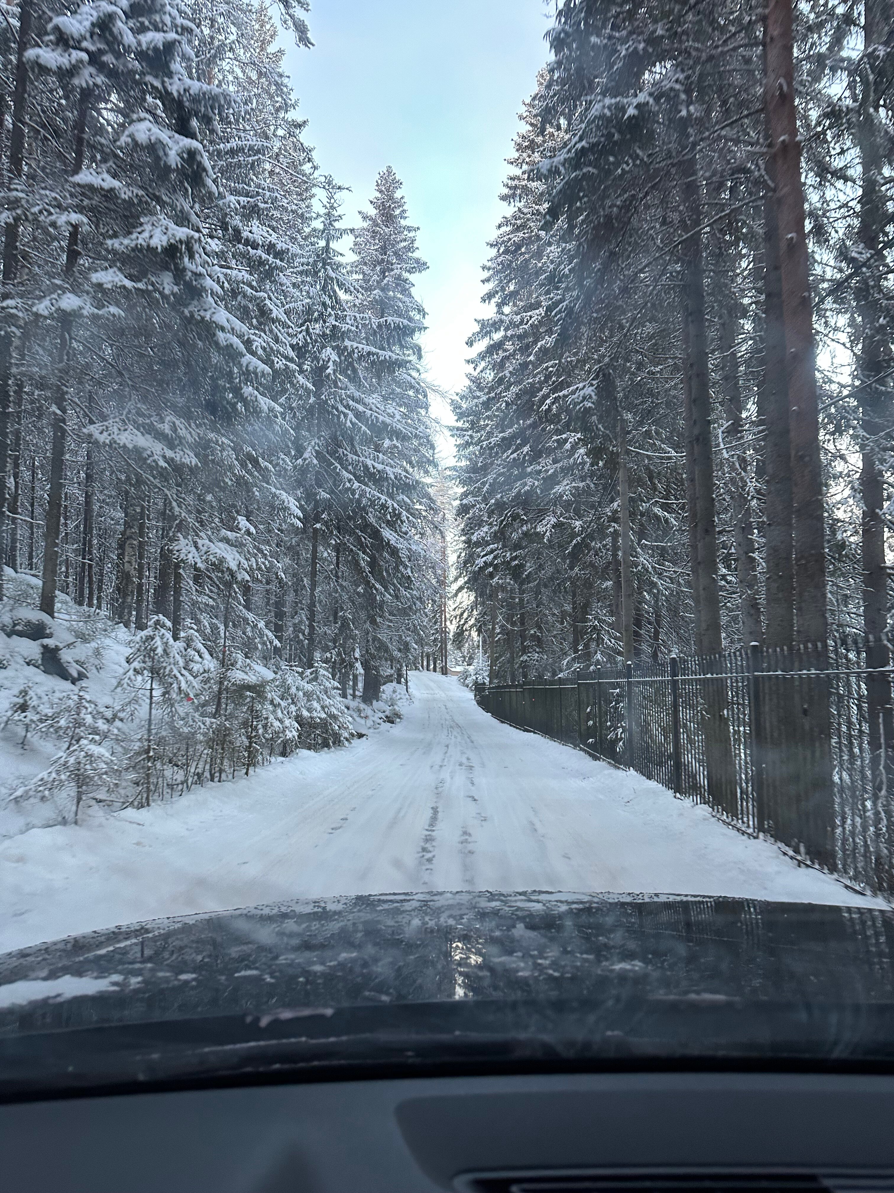 Фото Лесная сказка