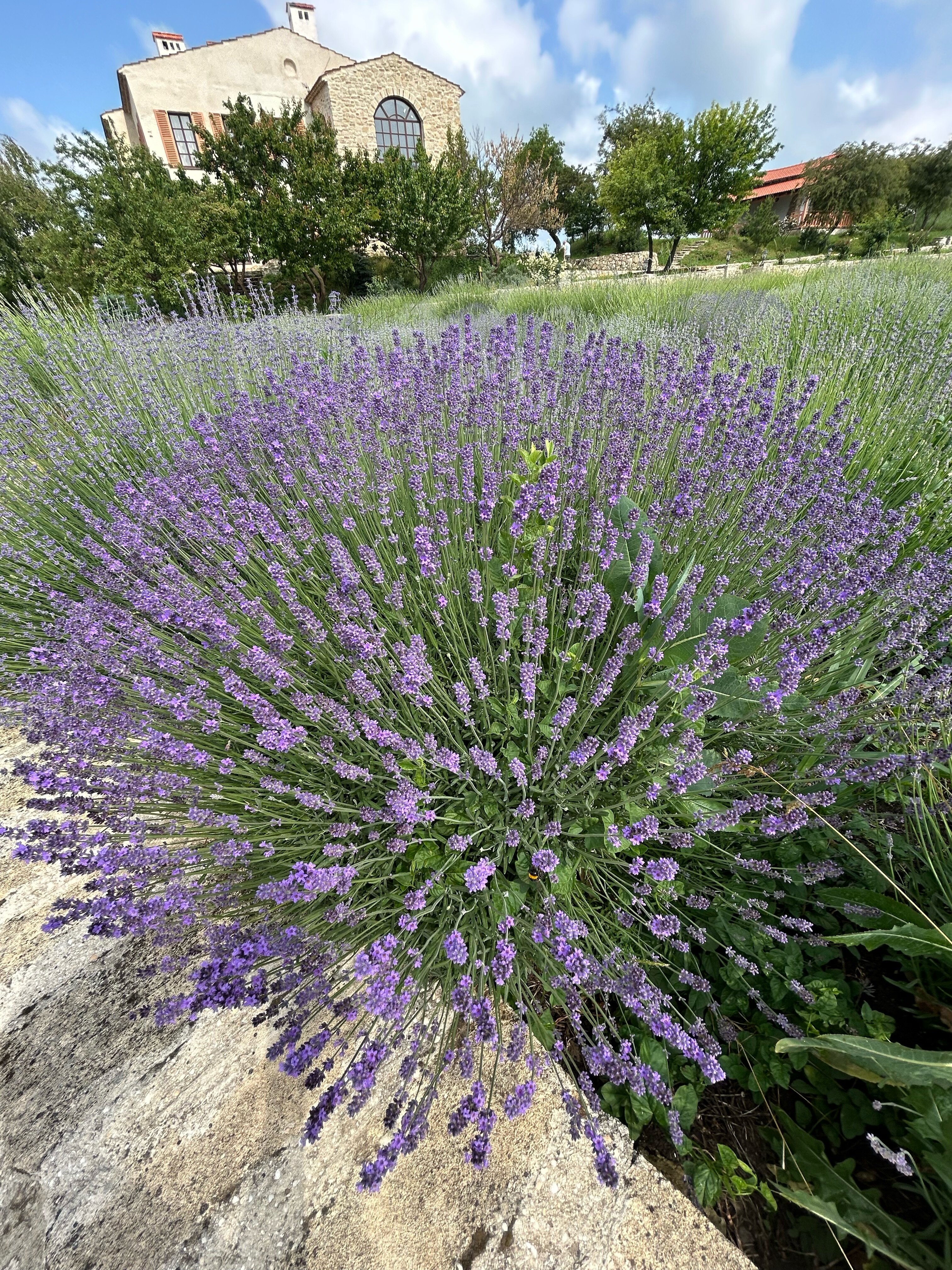 Фото Шато Андре