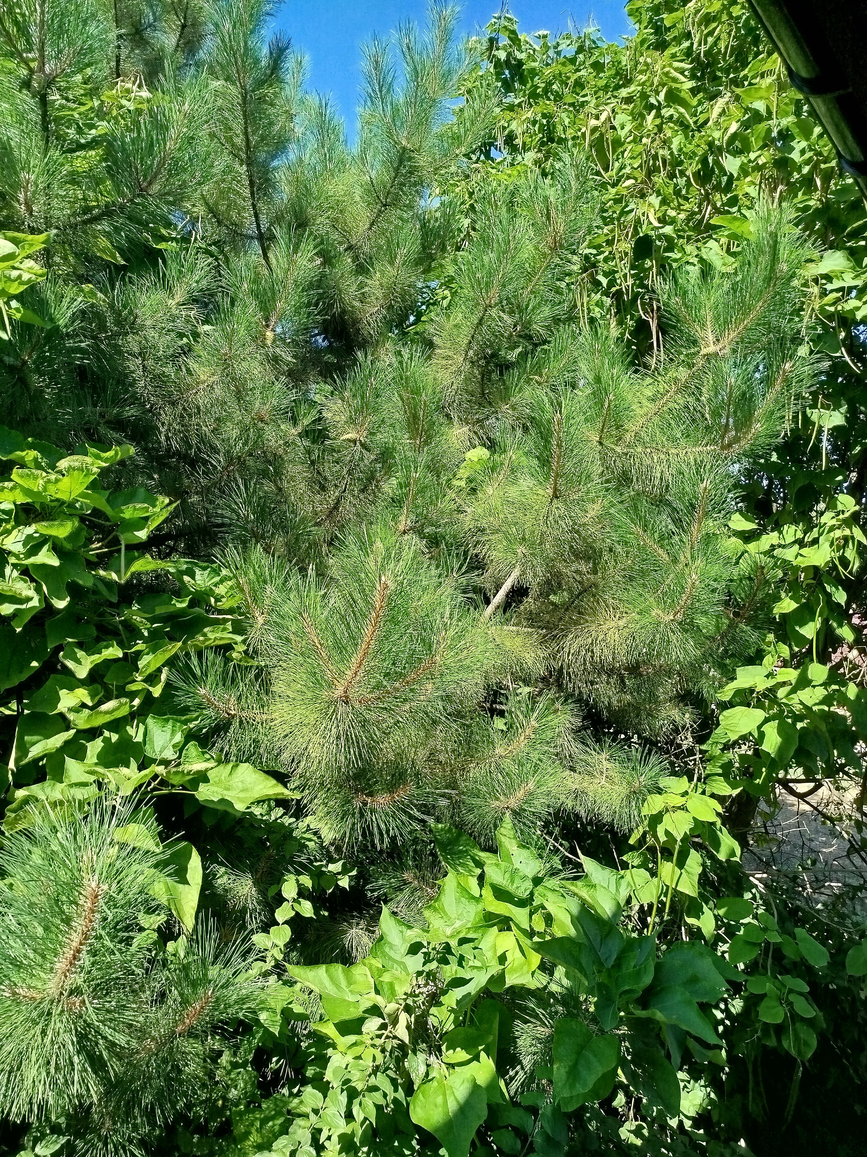 Фото Причал