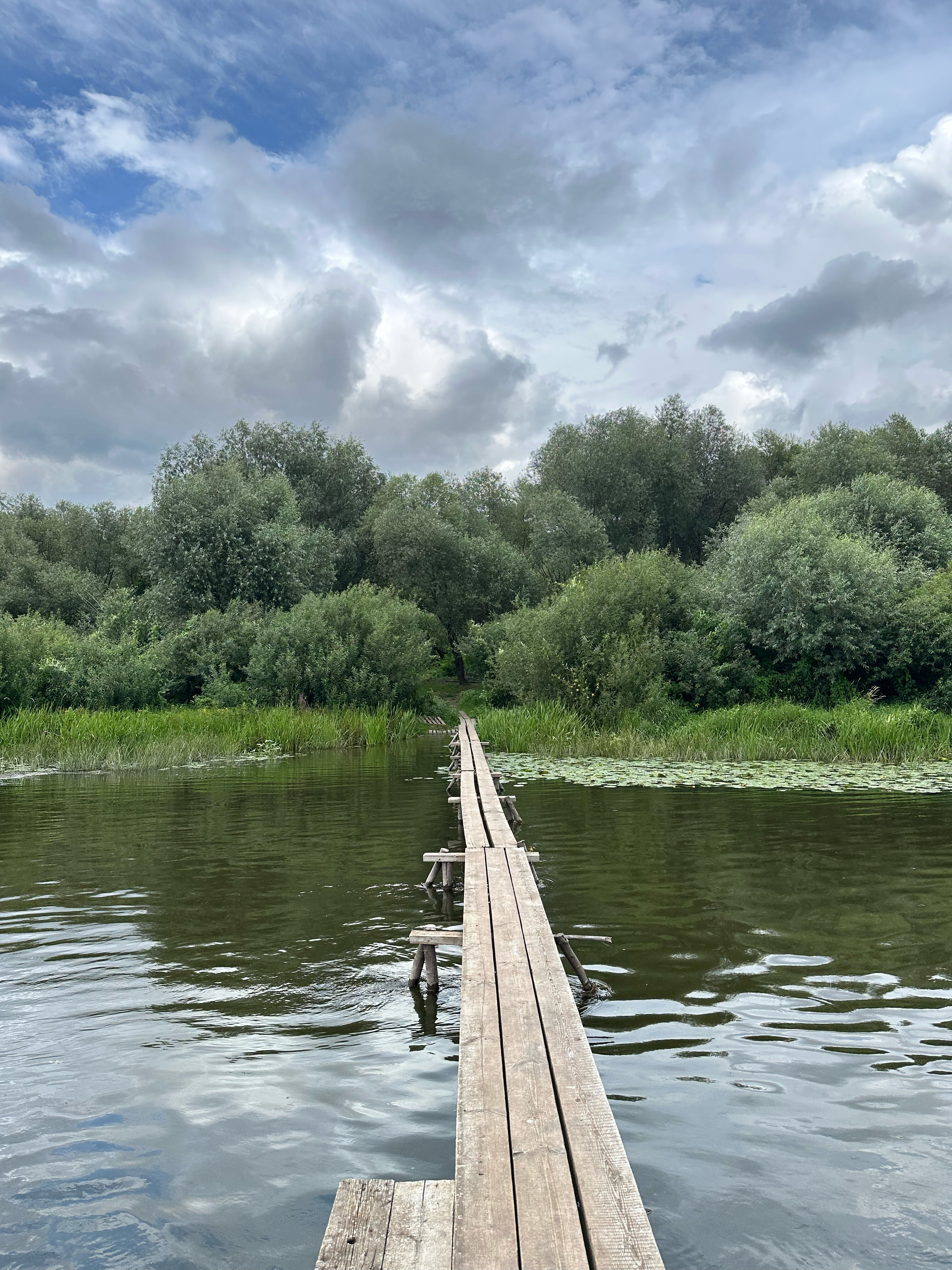 Фото Лесные поляны