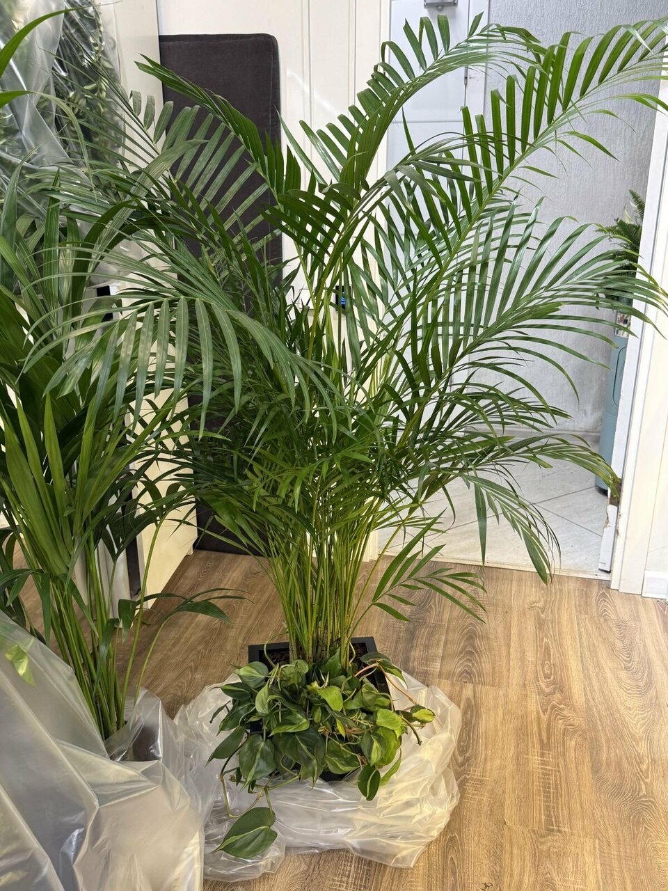 Фотография