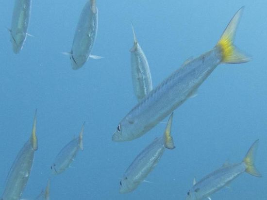 Фото Бедуин мун отель Дахаб