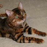 Hildabeng (Karbysheva Street No:19, Krasnogorsk), evcil hayvan yetiştiricileri  Krasnogorsk'tan