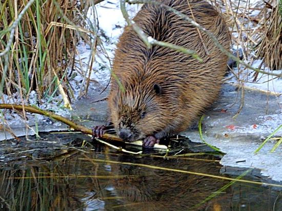 Фото Seehotel Luisenhof