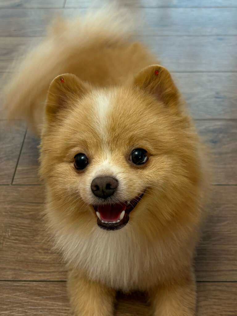 Pet salon Nika, Moscow, photo