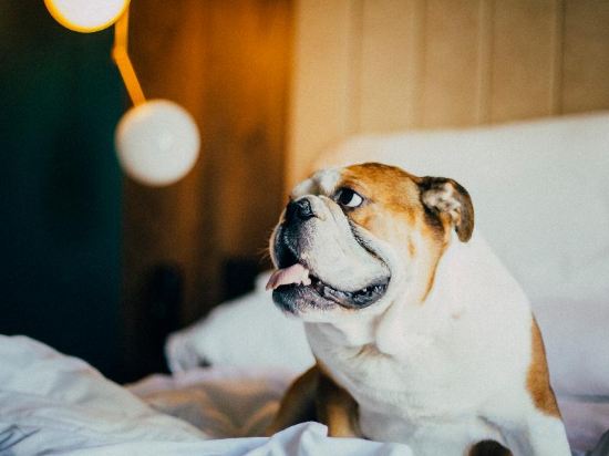 Фото Icon Embassy