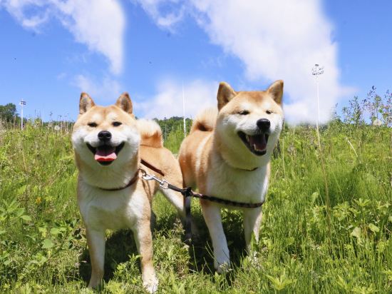 Фото Sheraton Changbaishan Resort