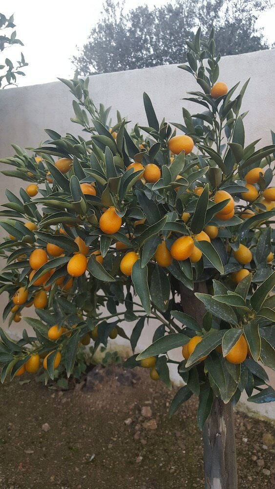 Фото Hôtel Le Chardon Bleu