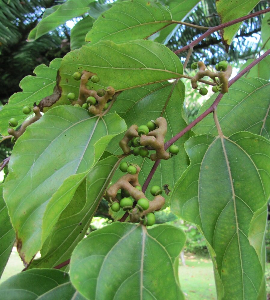 Фото Casa Do Jardim
