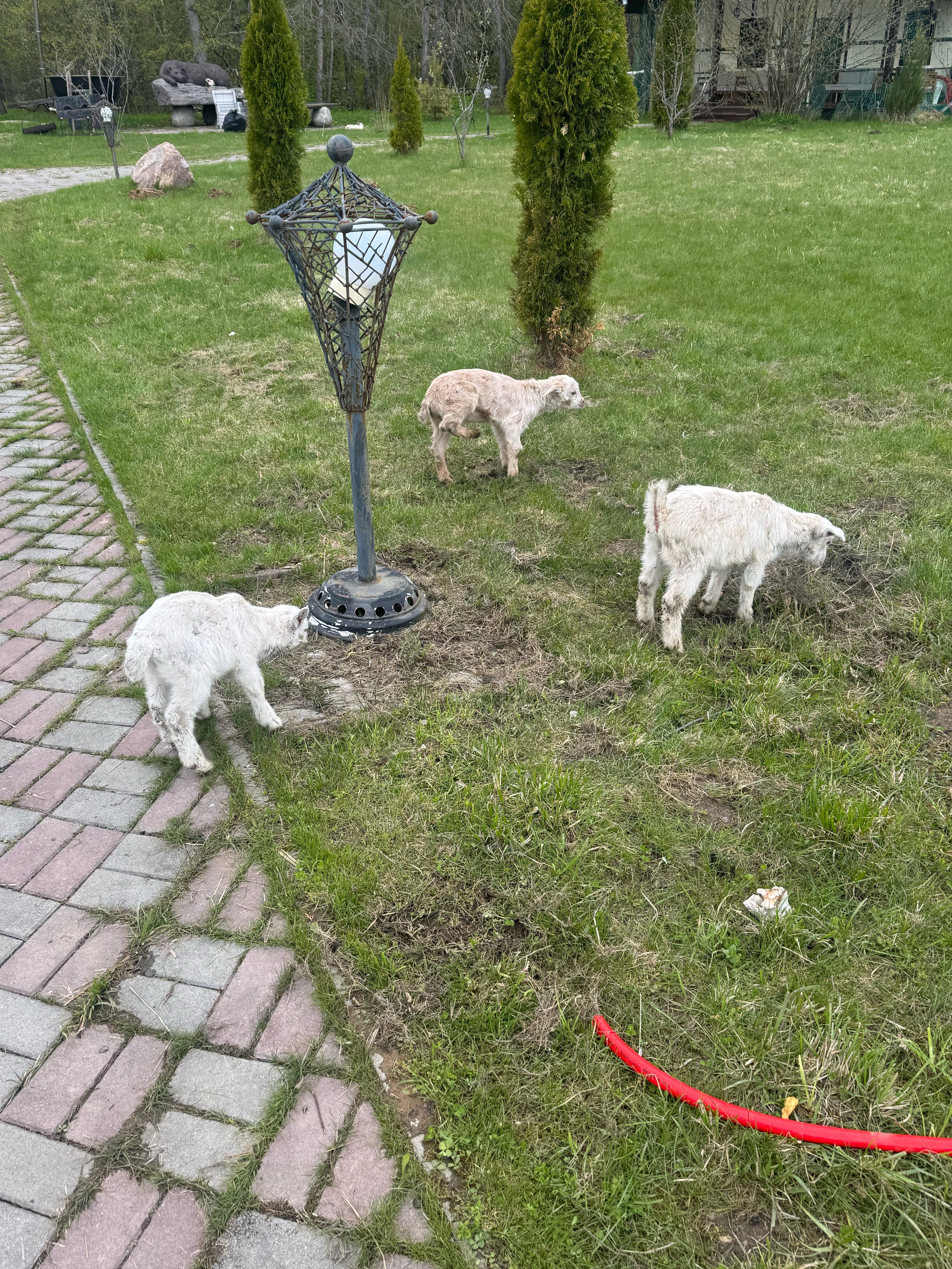 Фото Путь Лотоса