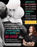 Studiya krasoty dlya domashnikh lyubimtsev Stilyagi (Russkaya Street, 72В), pet salon