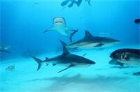 Фото Bell Channel Inn Hotel