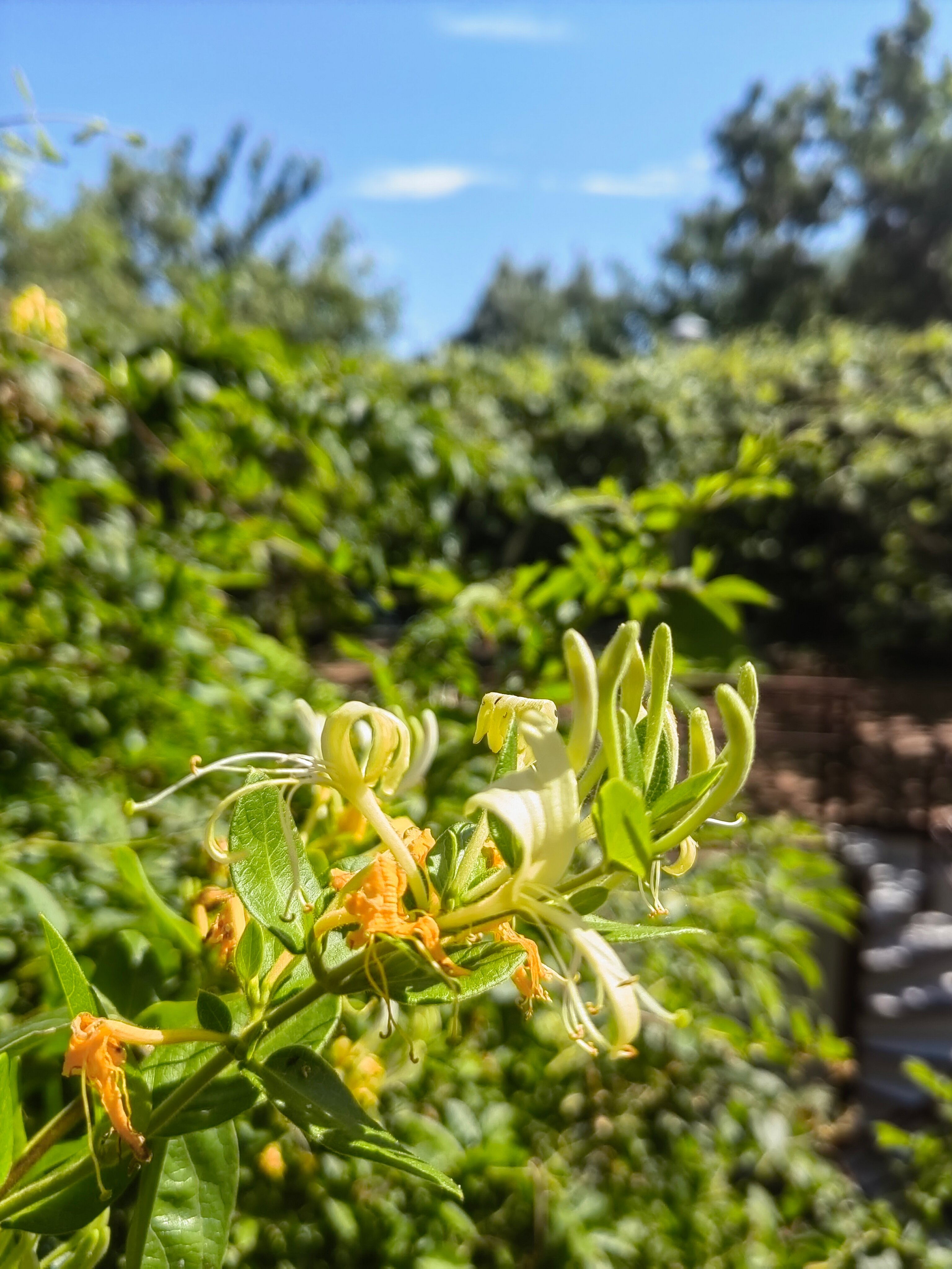 Фото Blaga House design dacha