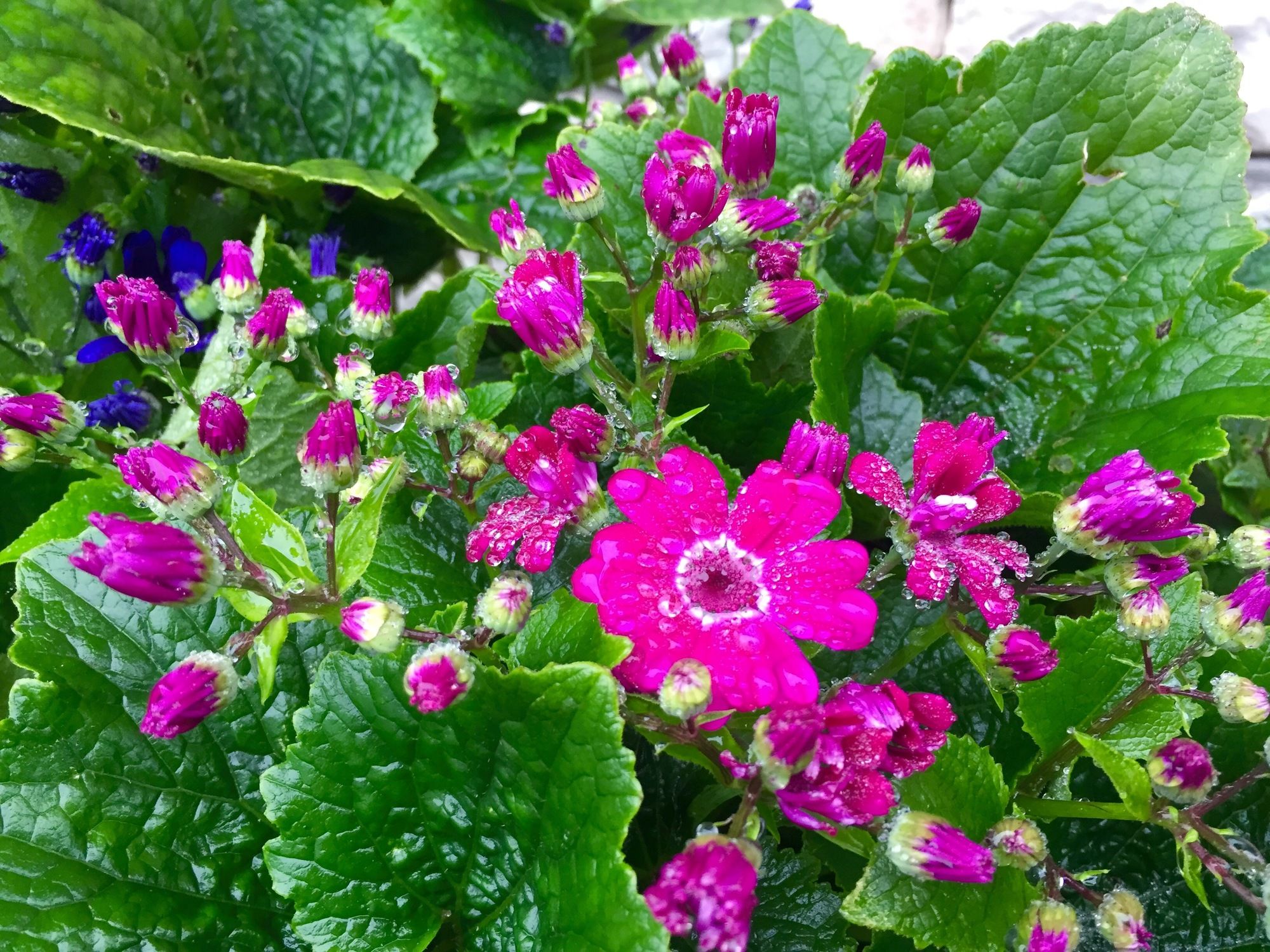Фото Sapa Garden Bed and Breakfast