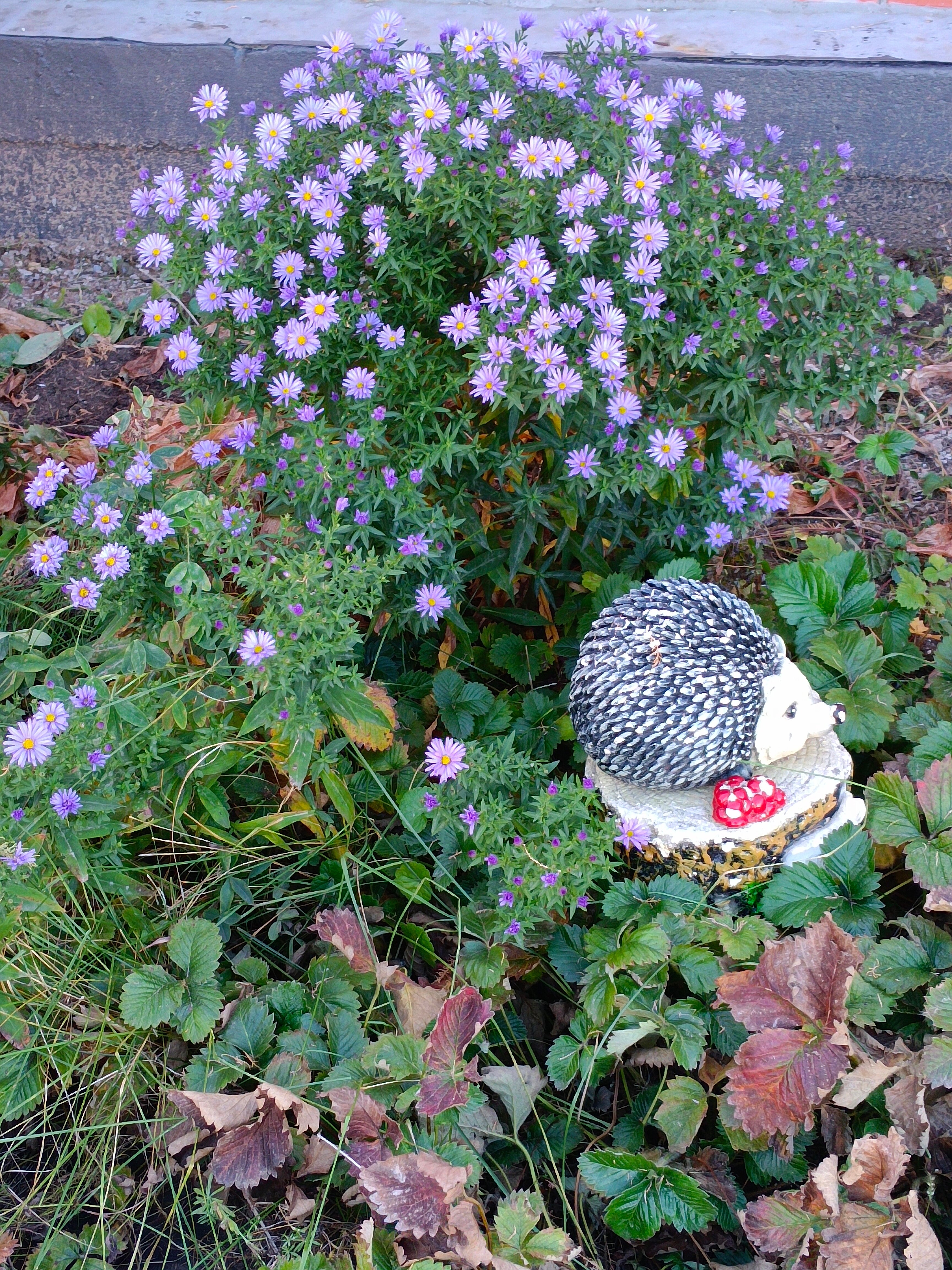 Фото Елховый берег