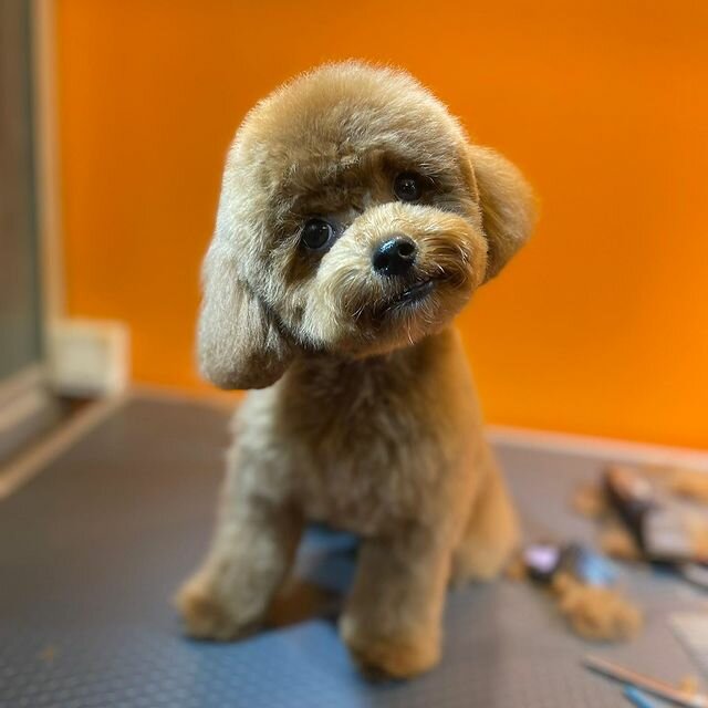 Salón de mascota, peluquería de animales Paws Up Pet Hairdresser & Pet Shop, , foto