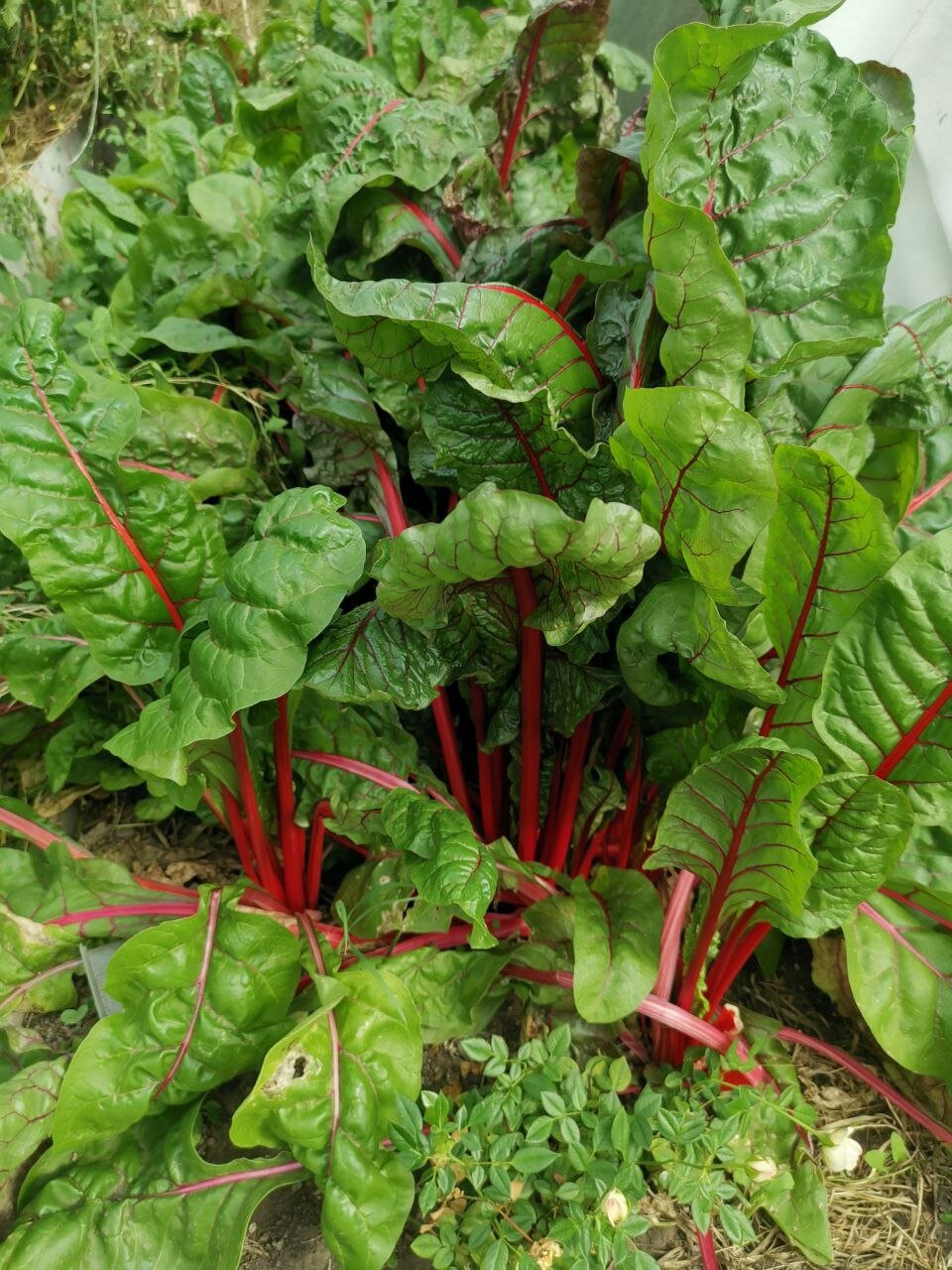 Фото Усадьба Косолапово